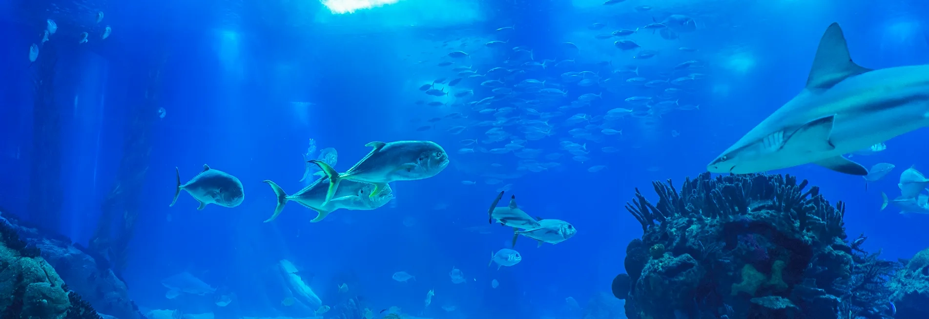 aquarium la rochelle