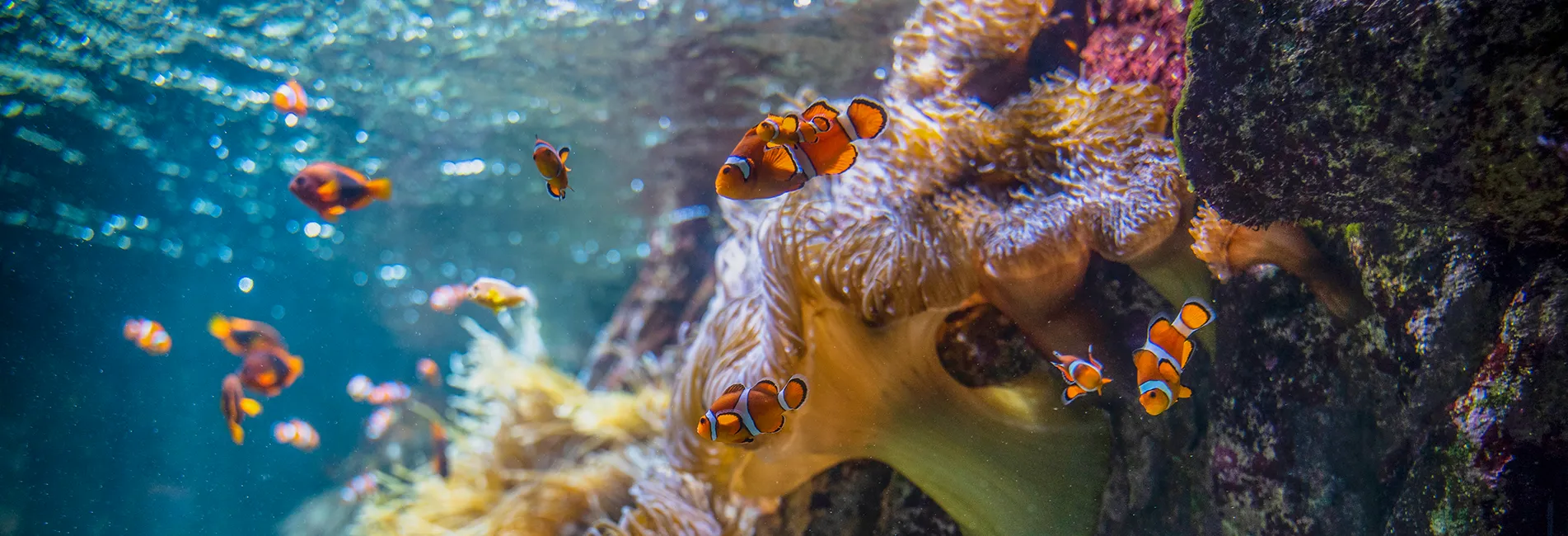 camping pres aquarium la rochelle