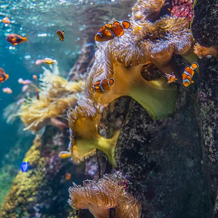 decouvrir aquarium la rochelle