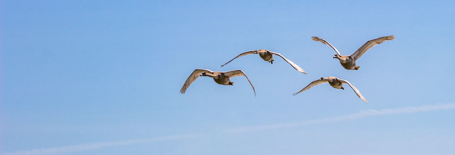 oiseaux reserve naturelle moeze oleron