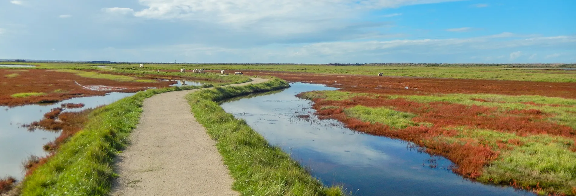 visiter reserve naturelle moeze oleron